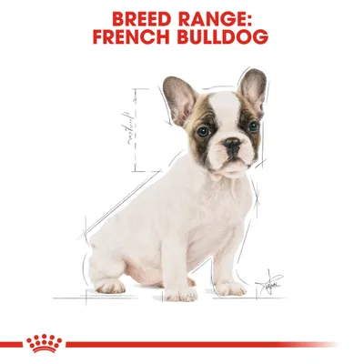 Breed range: French Bulldog, with an illustration of a French Bulldog and measurement lines indicating breed-specific dimensions.