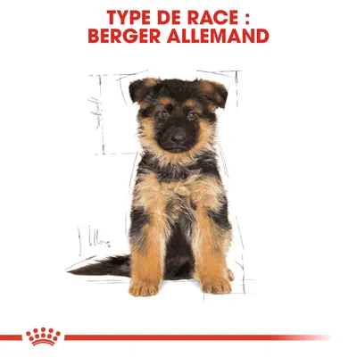 Texte : TYPE DE RACE : BERGER ALLEMAND. Chiot Berger Allemand assis, fond blanc, croquis en arrière-plan.