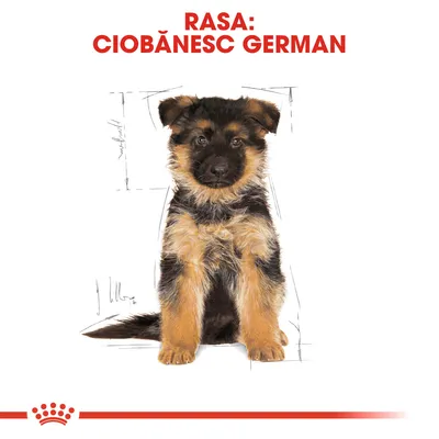 RASA: CIOBĂNESC GERMAN, text deasupra unui cățel ciobănesc german așezat. Logo Royal Canin în partea de jos.