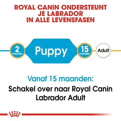 Royal Canin ondersteunt je Labrador in alle levensfasen. Puppy: 2–15 maanden. Vanaf 15 maanden: schakel over naar Royal Canin Labrador Adult.