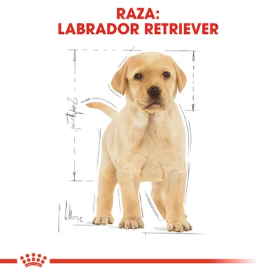 Texto: Raza: Labrador Retriever. Imagen de un cachorro de labrador retriever de color claro con líneas de medidas alrededor.