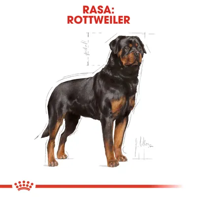 Ilustrație cu un câine Rottweiler, text vizibil deasupra: „RASA: ROTTWEILER”.