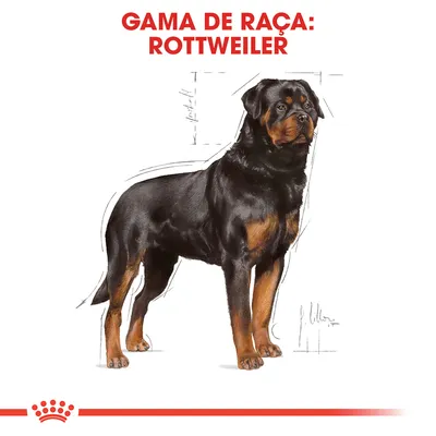 Gama de raça: Rottweiler. Ilustração de um cão Rottweiler com detalhes anatómicos desenhados ao fundo.