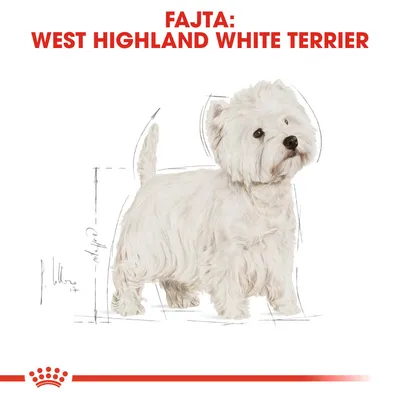 FAJTA: WEST HIGHLAND WHITE TERRIER felirat, alatta fehér szőrű West Highland White Terrier kutya illusztrációja, háttérben vázlatos vonalakkal.