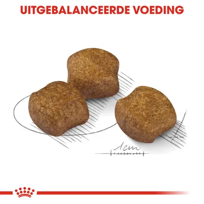 Drie brokjes hondenvoer met maatindicatie 1 cm, tekst: UITGEBALANCEERDE VOEDING. Royal Canin kroon zichtbaar onderaan.