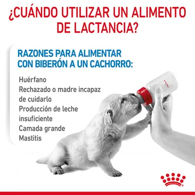 ¿Cuándo utilizar un alimento de lactancia? Razones para alimentar con biberón a un cachorro: huérfano, rechazado o madre incapaz, leche insuficiente, camada grande, mastitis.