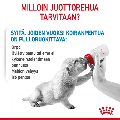 Teksti: Milloin juottorehua tarvitaan? Syitä, joiden vuoksi koiranpentua on pulloruokittava: orpo, hylätty pentu tai emo ei kykene huolehtimaan pennusta, maidon vähyys, iso pentue. Kuvassa pentu juo tuttipullosta.