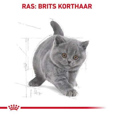 RAS: BRITS KORTHAAR, afbeelding van een grijze Britse Korthaar kat met rode Royal Canin kroon onderaan.