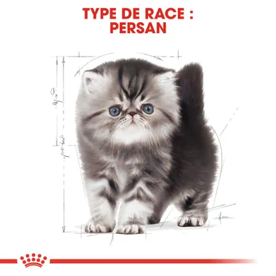 Texte visible : TYPE DE RACE : PERSAN. Illustration d’un chaton persan gris et blanc, avec des lignes de croquis techniques en arrière-plan.