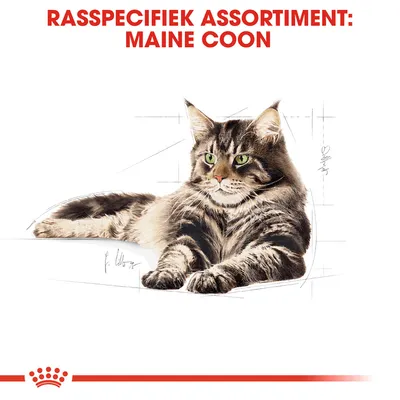 Rasspecifiek assortiment: Maine Coon