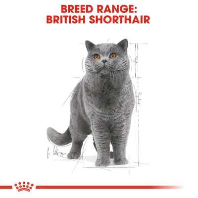 Text: BREED RANGE: BRITISH SHORTHAIR. Bild på en grå katt av rasen British Shorthair med orange ögon, stående mot vit bakgrund med skissade linjer.