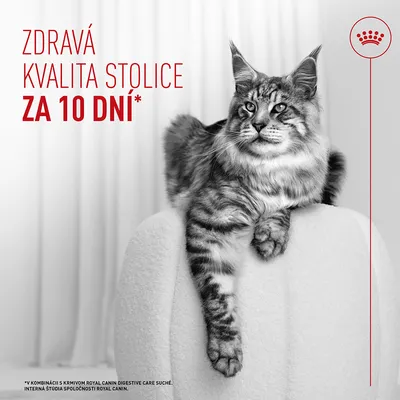Royal Canin Digestive Care AirLift Mousse Royal Canin Digestive Care AirLift Mousse