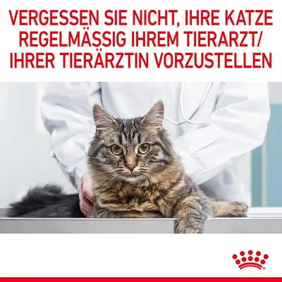 Vergessen Sie nicht, Ihre Katze regelmässig Ihrem Tierarzt oder Ihrer Tierärztin vorzustellen. Bild zeigt eine Katze auf einem Untersuchungstisch mit einem Tierarzt im Hintergrund.