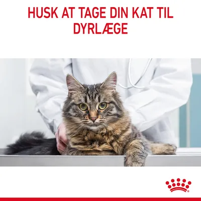 HUSK AT TAGE DIN KAT TIL DYRLÆGE. Kat på undersøgelsesbord med person i hvid kittel bagved. Rød krone nederst til højre.