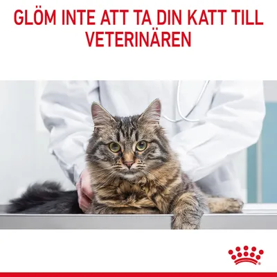 GLÖM INTE ATT TA DIN KATT TILL VETERINÄREN. Text på svenska ovanför bild av katt hos veterinär, Royal Canin-symbol längst ner.