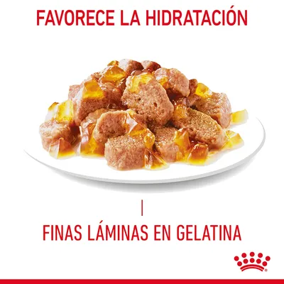 Comida húmeda en finas láminas con gelatina sobre plato blanco. Texto: 'Favorece la hidratación' y 'Finas láminas en gelatina'. Marca Royal Canin visible.