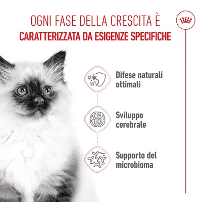 Royal Canin Kitten