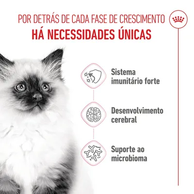 Royal Canin Kitten