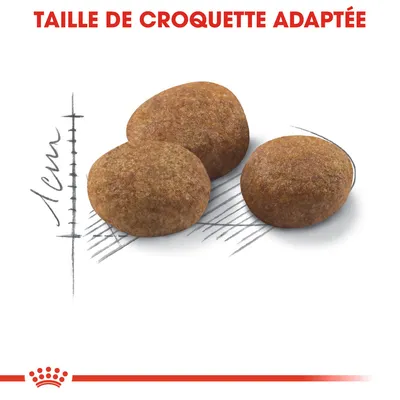 Taille de croquette adaptée, trois croquettes montrées à côté d’une règle indiquant 1 cm.