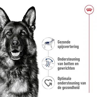 Gezonde spijsvertering, ondersteuning van botten en gewrichten, optimale ondersteuning van de gezondheid. Drie pictogrammen naast een hond met Royal Canin kroon bovenaan.