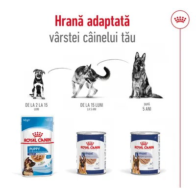Hrana adaptată vârstei câinelui: Royal Canin Puppy 2–15 luni, Maxi Adult 15 luni–5 ani, Maxi Ageing după 5 ani. Imagini cu trei stadii de creștere și ambalajele produselor.