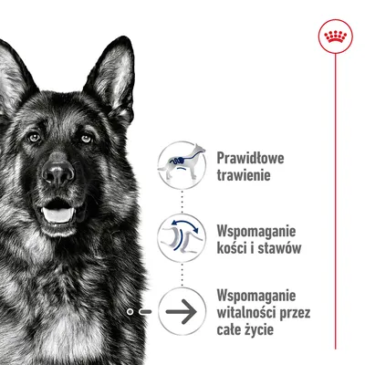 Prawidłowe trawienie, wspomaganie kości i stawów, wspomaganie witalności przez całe życie – trzy wypunktowane zalety obok sylwetki psa. Marka Royal Canin widoczna w rogu. Prawidłowe trawienie, wspomaganie kości i stawów, wspomaganie witalności przez całe życie – trzy wypunktowane zalety obok sylwetki psa. Marka Royal Canin widoczna w rogu.