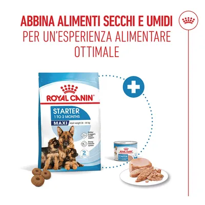 Royal Canin Maxi Starter Mother & Babydog Crocchette per cane