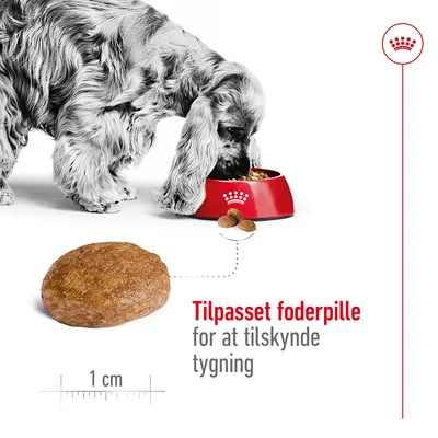 Hund spiser fra rød skål med foderpiller. Nærbillede af foderpille, ca. 1 cm stor. Tekst: Tilpasset foderpille for at tilskynde tygning.