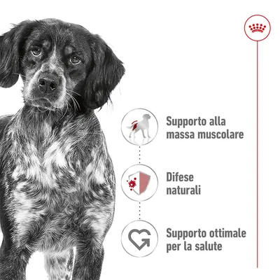 Supporto alla massa muscolare, difese naturali, supporto ottimale per la salute. Immagine di cane e simbolo Royal Canin visibile in alto a destra.
