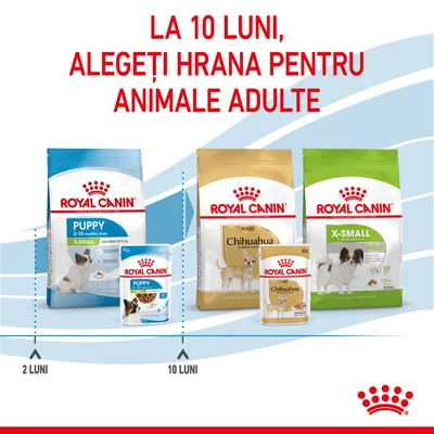 La 10 luni, alegeți hrana pentru animale adulte. Pachete Royal Canin Puppy 2–10 luni și Royal Canin Adult Chihuahua, X-Small Adult, cu ilustrații de câini și indicații 2 luni, 10 luni.