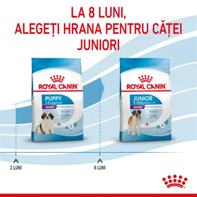 Instrucțiuni vizuale: la 8 luni, treceți de la Royal Canin Puppy Giant 2–8 luni la Royal Canin Junior Giant 8–18/24 luni. Text: LA 8 LUNI, ALEGEȚI HRANA PENTRU CĂȚEI JUNIORI.