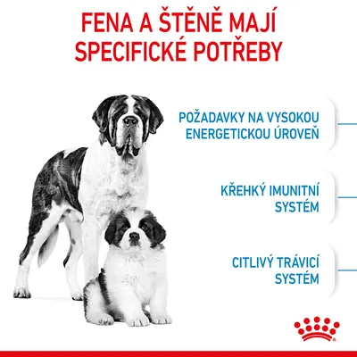 Fena a štěně mají specifické potřeby: požadavky na vysokou energetickou úroveň, křehký imunitní systém, citlivý trávicí systém.
