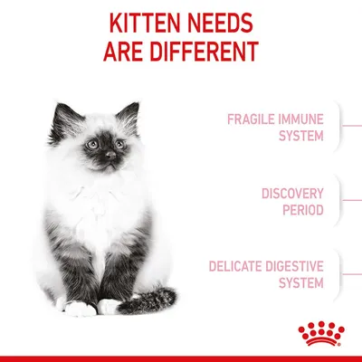 Text på engelska: Kitten needs are different. Fragile immune system, discovery period, delicate digestive system. Bild på kattunge och Royal Canin-symbol längst ner.