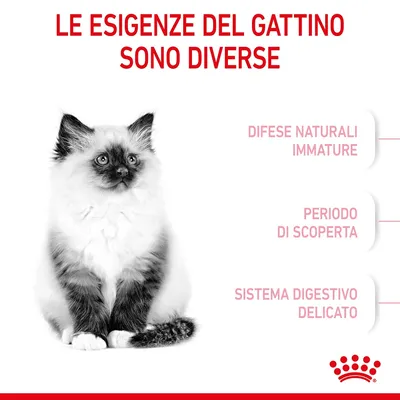 Le esigenze del gattino sono diverse: difese naturali immature, periodo di scoperta, sistema digestivo delicato. Immagine di un gattino e logo Royal Canin visibile.