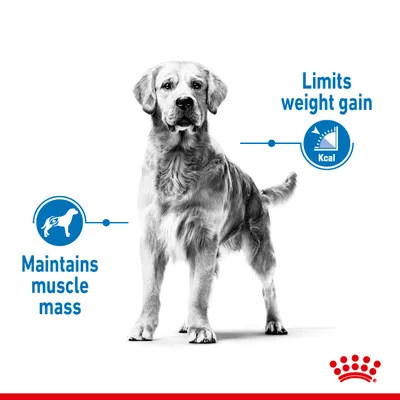 Image showing benefits: maintains muscle mass and limits weight gain, with icons and text highlighting these features next to a standing dog.
