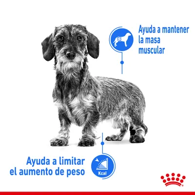 Perro con dos textos: 'Ayuda a mantener la masa muscular' y 'Ayuda a limitar el aumento de peso', junto a iconos informativos. Logotipo de Royal Canin en la esquina inferior derecha.