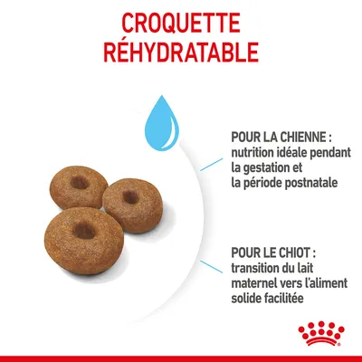Croquette réhydratable, nutrition idéale pendant la gestation et la période postnatale pour la chienne, transition du lait maternel vers l’aliment solide facilitée pour le chiot.