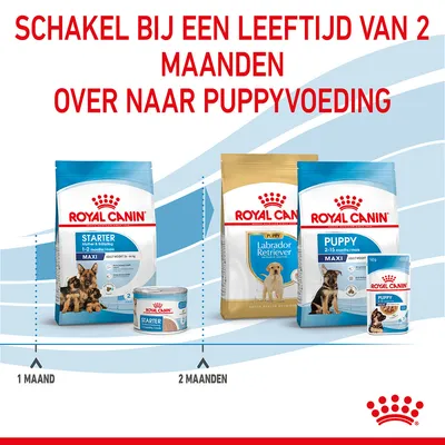 Royal Canin advies: schakel bij een leeftijd van 2 maanden over van Starter Maxi (1–2 maanden) naar Puppyvoeding, zoals Labrador Retriever Puppy of Puppy Maxi (2–15 maanden).