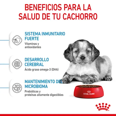 Beneficios para la salud de tu cachorro: sistema inmunitario fuerte (vitaminas y antioxidantes), desarrollo cerebral (DHA), mantenimiento del microbioma (prebióticos, proteínas digestibles). Royal Canin.