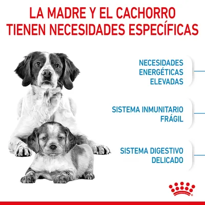 La madre y el cachorro tienen necesidades específicas: necesidades energéticas elevadas, sistema inmunitario frágil, sistema digestivo delicado. Texto en español.