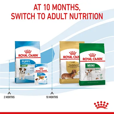 Instructional image showing to switch from Royal Canin Mini Puppy food at 2-10 months to Royal Canin Adult nutrition at 10 months. Includes product packaging and age timeline.