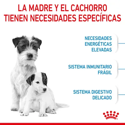 La madre y el cachorro tienen necesidades específicas: necesidades energéticas elevadas, sistema inmunitario frágil, sistema digestivo delicado. Marca Royal Canin visible.