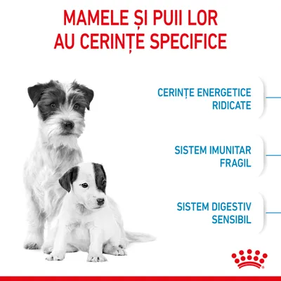 MAMELE ȘI PUII LOR AU CERINȚE SPECIFICE: cerințe energetice ridicate, sistem imunitar fragil, sistem digestiv sensibil. Imagine cu doi câini și sigla Royal Canin.