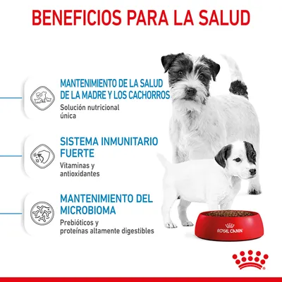 Beneficios para la salud: mantenimiento de la salud de la madre y los cachorros, sistema inmunitario fuerte, mantenimiento del microbioma. Royal Canin. Texto en español.
