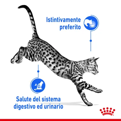 Testi visibili: Istintivamente preferito. Salute del sistema digestivo ed urinario. Immagine di un gatto con simboli grafici blu e logo Royal Canin rosso in basso a destra.