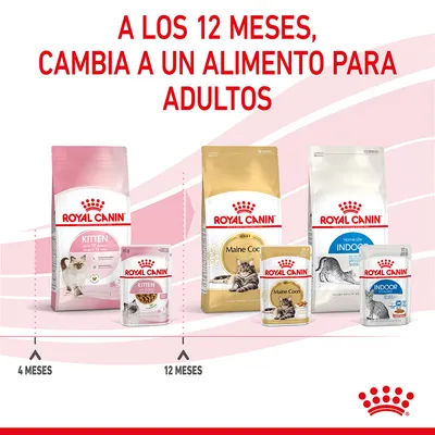 A los 12 meses, cambia a un alimento para adultos. Royal Canin Kitten hasta 12 meses, luego Royal Canin Maine Coon Adult e Indoor. Línea de tiempo con envases visibles.