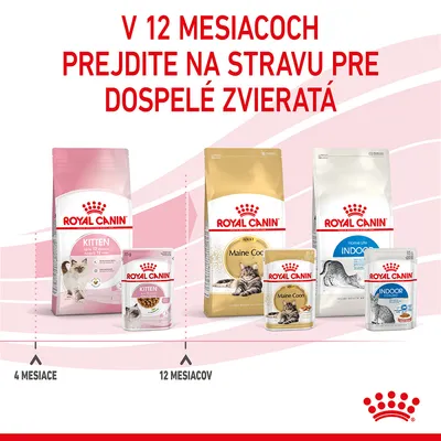 V 12 mesiacoch prejdite na stravu pre dospelé zvieratá. Royal Canin Kitten do 12 mesiacov, potom Royal Canin Maine Coon Adult a Indoor. Prechod odporúčaný po 12 mesiacoch.