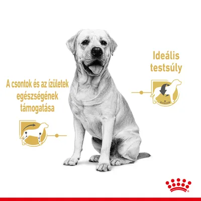 A csontok és az ízületek egészségének támogatása, ideális testsúly. Kutyát ábrázoló illusztrációk sárga ikonokkal, Royal Canin logóval.