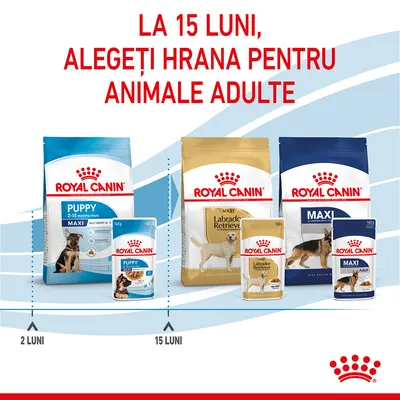 Royal Canin Puppy Maxi 2–15 luni, conserve și hrană uscată; la 15 luni, treceți la Royal Canin Adult Labrador Retriever sau Maxi. Text: La 15 luni, alegeți hrana pentru animale adulte.