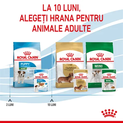 La 10 luni, alegeți hrana pentru animale adulte. Pachete Royal Canin Puppy 2–10 luni și Adult Dachshund, Mini Adult. Marcaj la 2 luni și 10 luni.